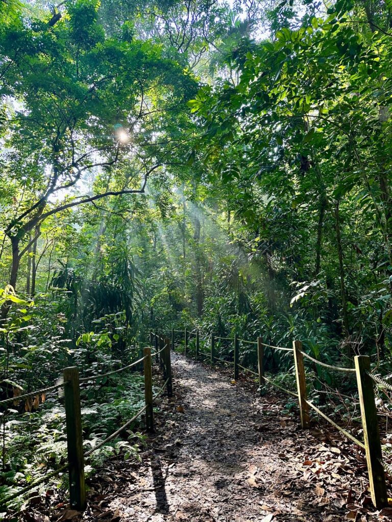 a photo of a walk through a verdant forest path, with sunlight streaming through the tree canopy to the walkway below.