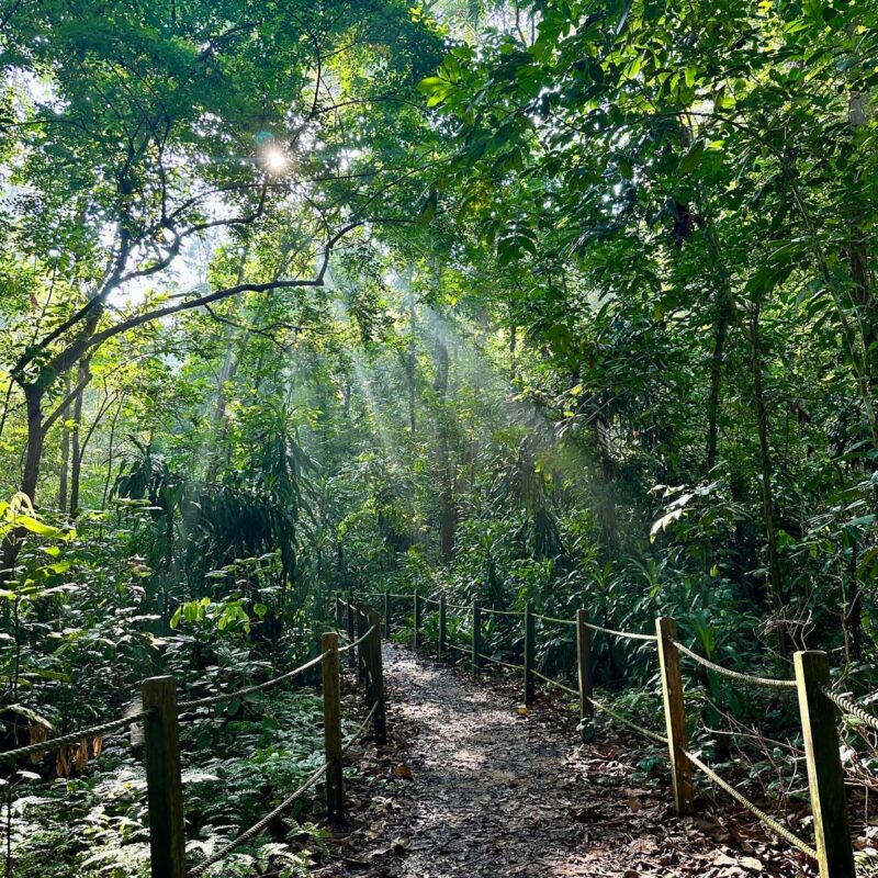 a photo of a walk through a verdant forest path, with sunlight streaming through the tree canopy to the walkway below.