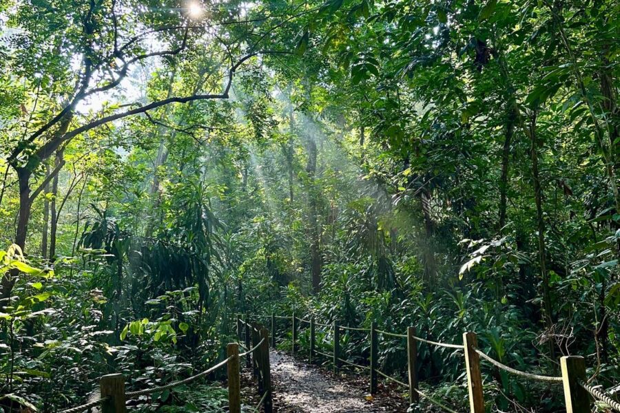 a photo of a walk through a verdant forest path, with sunlight streaming through the tree canopy to the walkway below.